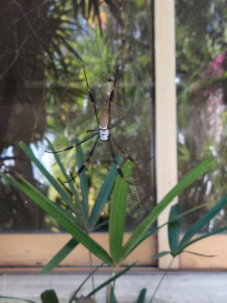 Golden Silk Spider From Parque Residencial Atalaya Calle Chulavista