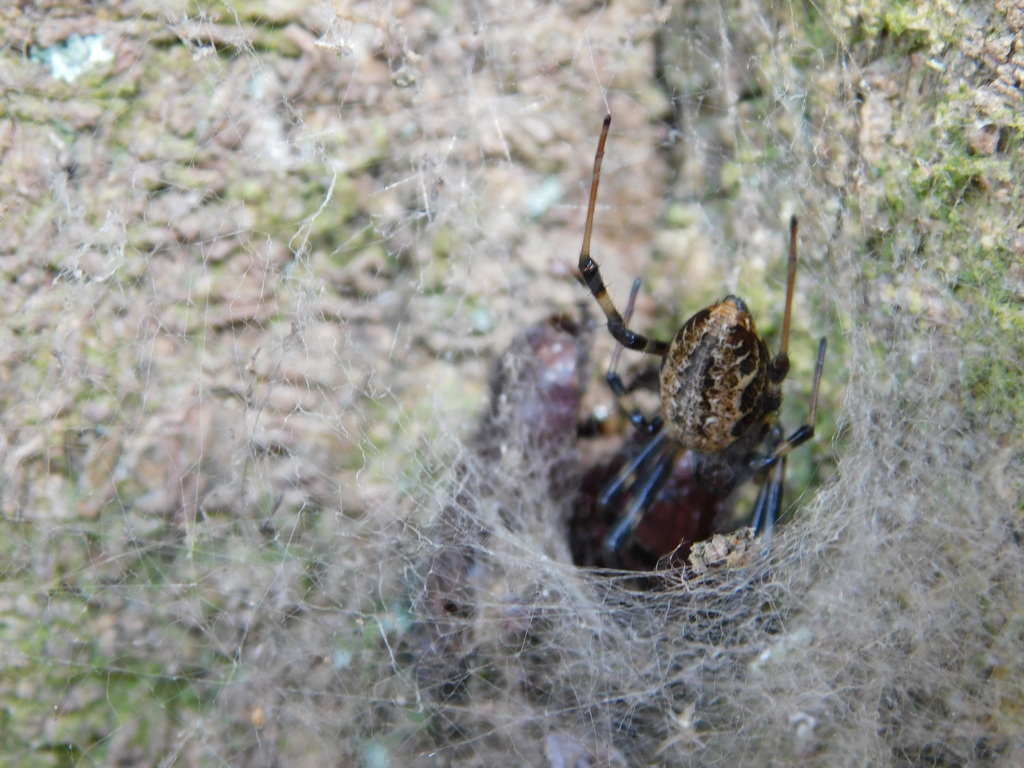 Asian Hermit Spider From Panjalu Ciamis Regency West Java Indonesia