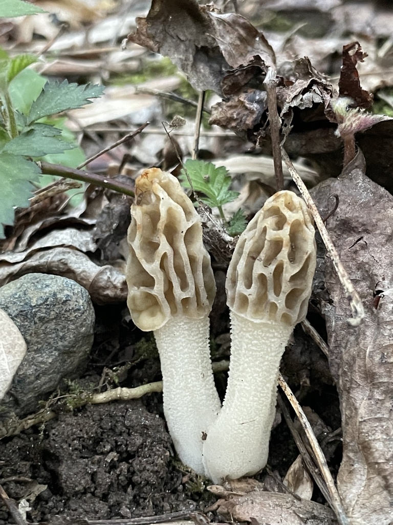 White Morel From Wheaton Regional Park Silver Spring MD US On April