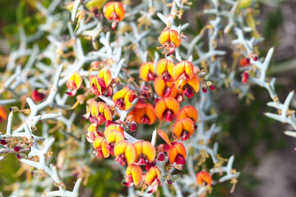 Daviesia Incrassata Reversifolia From Fitzgerald River Ravensthorpe