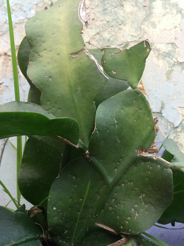 Moonlight Cacti From Municipio Libre Irapuato Gto M Xico On August