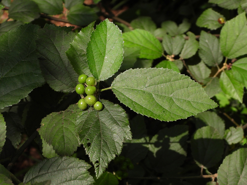 Variety Grewia Parviflora INaturalist Canada