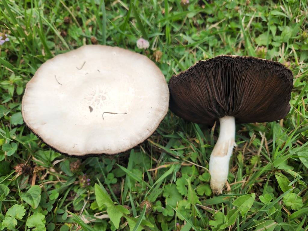 Agaricus Andrewii From Dearborn County IN USA On August 5 2022 At 11