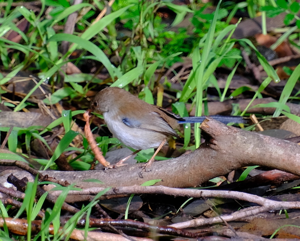 Superb Fairywren From Lorne Vic Australia On August At