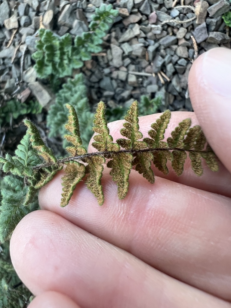 Hairy Lip Fern From Helena Dr Se Oldtown Md Us On August At