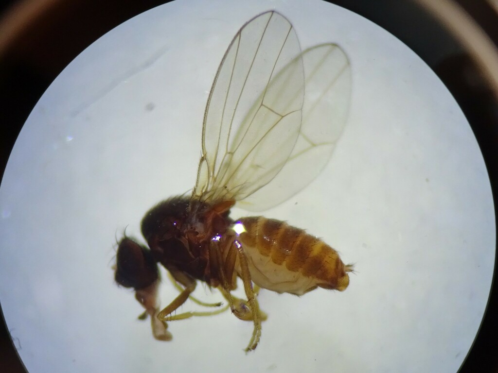 Vinegar And Fruit Flies From Alaques Alaquez Ecuador On August