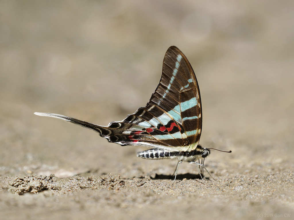 Rhesus Swordtail From Bantimurung National Park South Sulawesi