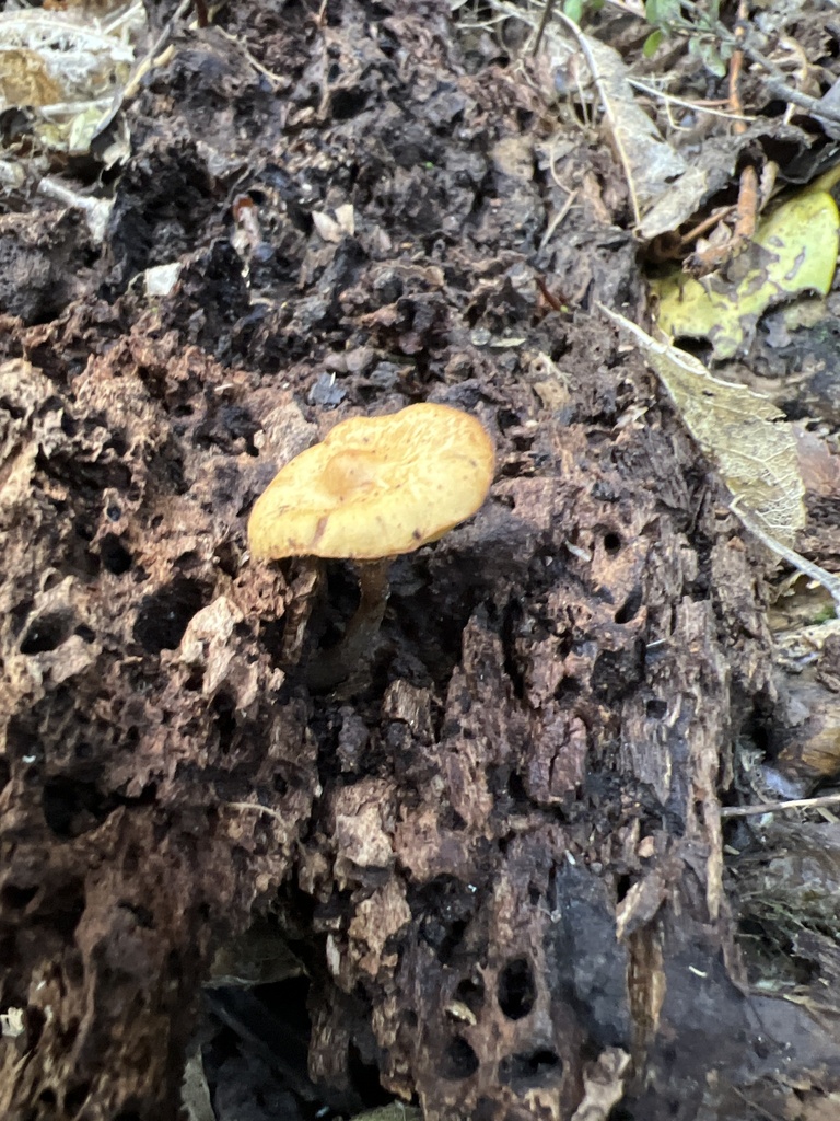 Common Gilled Mushrooms And Allies From Selwyn Nz Ca Nz On August