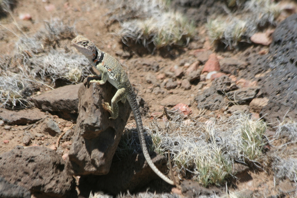 Eastern Collared Lizard From Santa Fe County Nm Usa On June