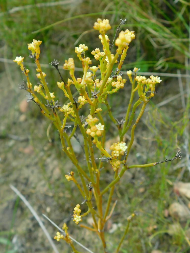 Tall Rootthug From Greyton Nature Reserve South Africa On August 25