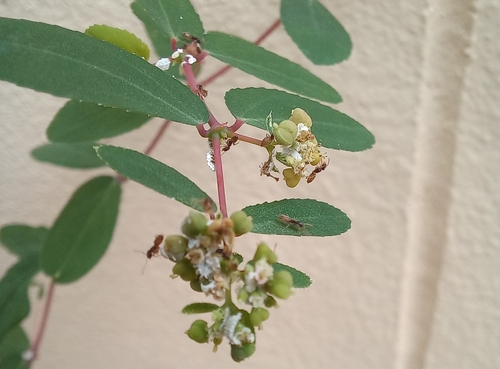 Euphorbia Parviflora INaturalist Canada