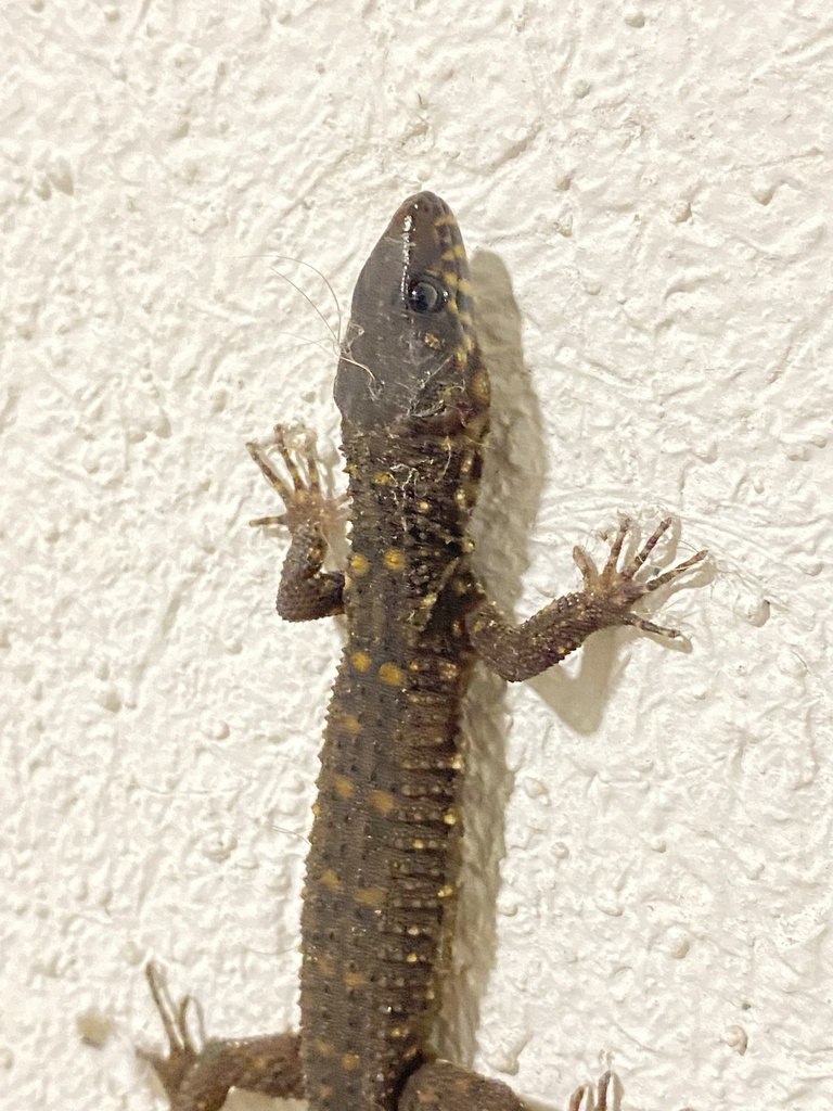 Yellow Spotted Night Lizard From Santa Lucia Escuintla GT On August