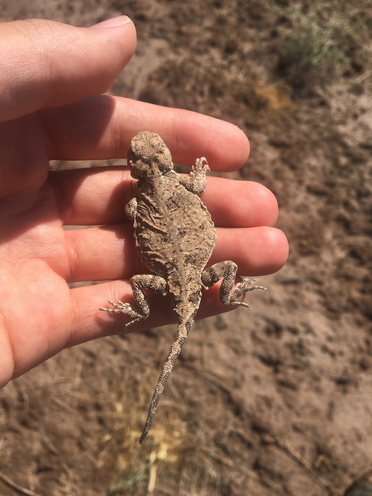 Horvath S Toad Headed Agama In April 2021 By Alvand Mohammadalizadegan