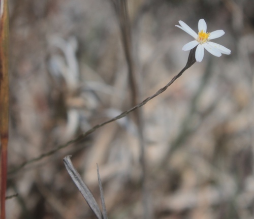 Chaetopappa Keerlioides INaturalist Mexico