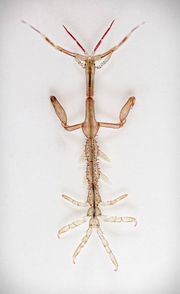 Japanese Skeleton Shrimp From Harpswell Me Usa On August At