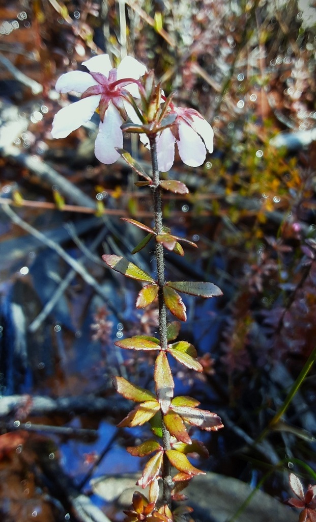 River Rose From Newnes Plateau NSW 2790 Australia On August 31 2022