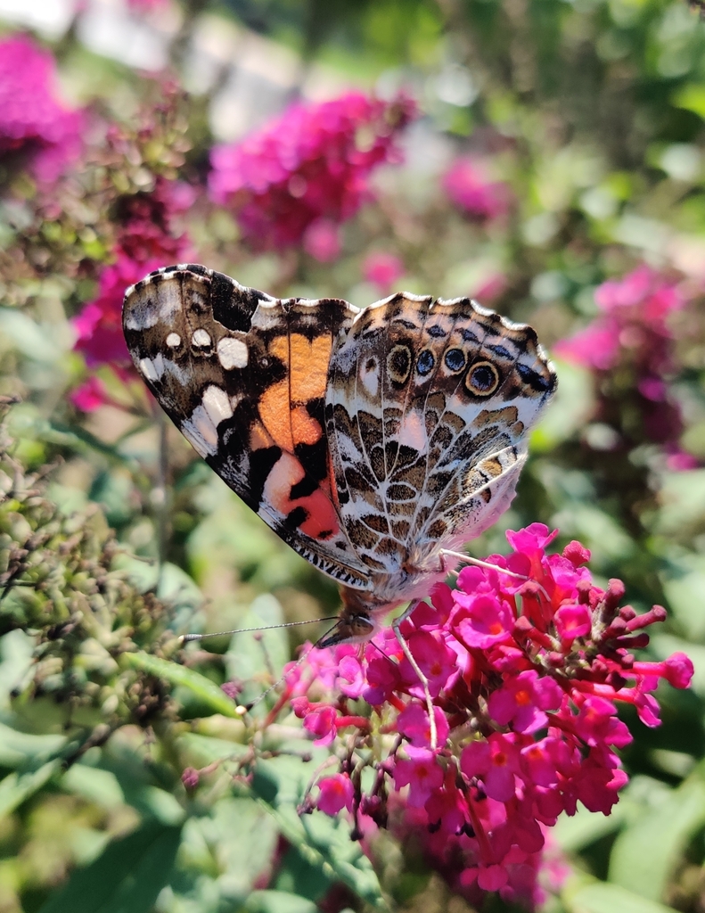 Painted Lady From West Lafayette In Usa On August At