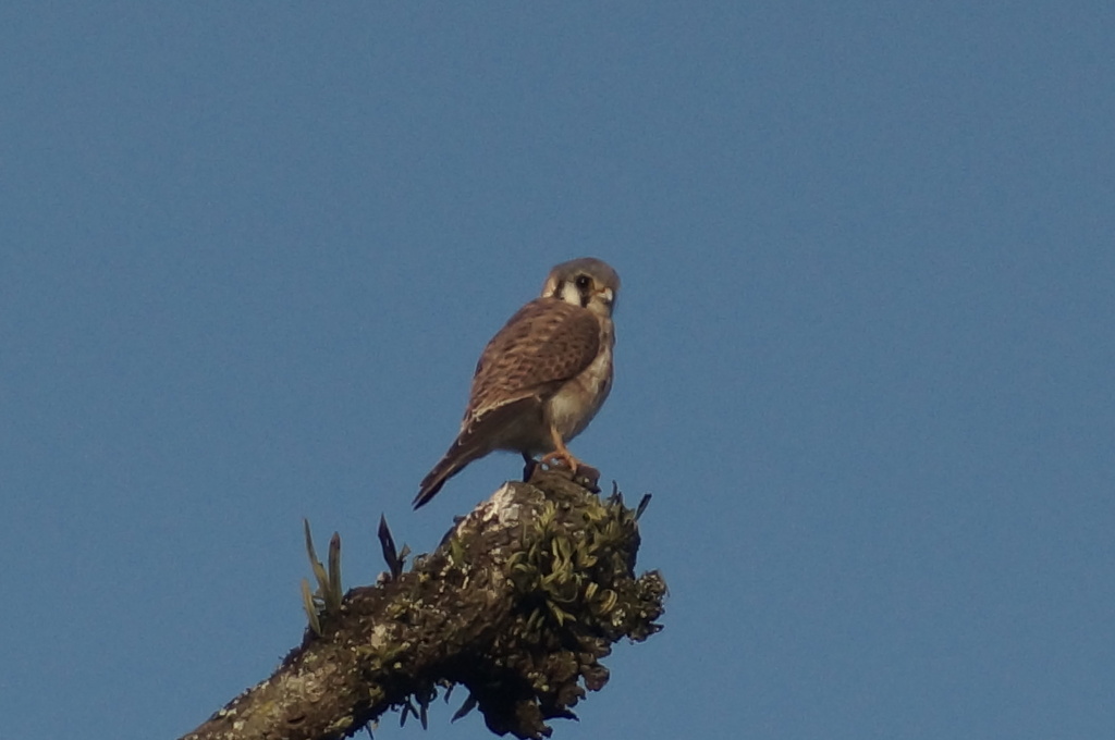 American Kestrel From Huatusco Ver M Xico On December At