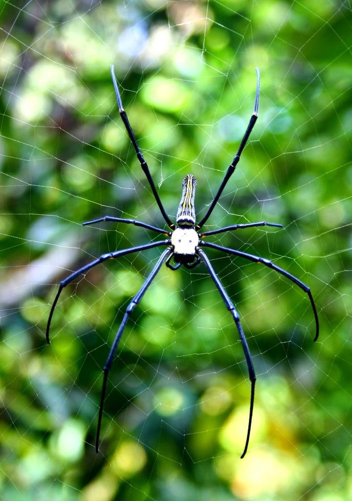 Giant Golden Orbweaver From Karnataka India On August By