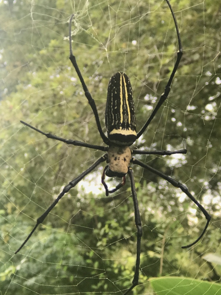 Giant Golden Orbweaver From Tw On September At