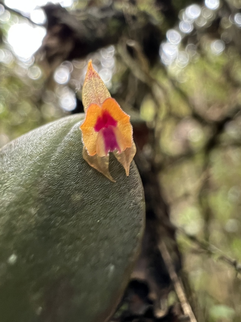 Lepanthes Wageneri Orqu Deas De Tabio Inaturalist