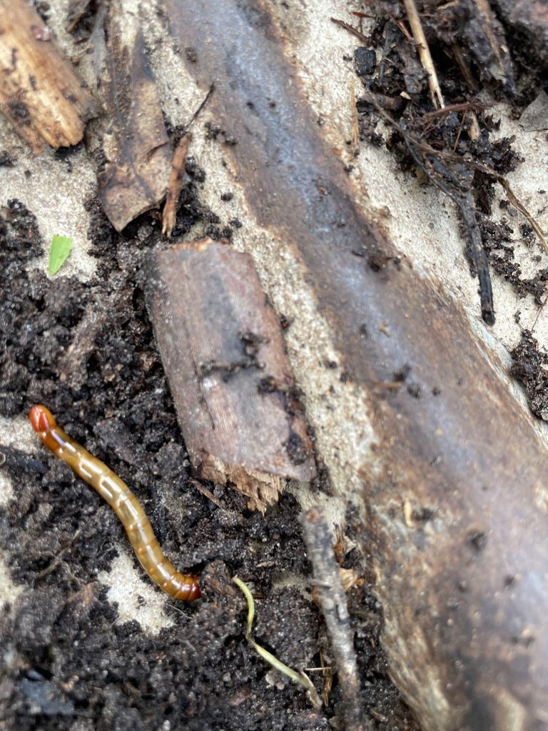 Beetles From Camp Rd Anglesea Vic Au On September At