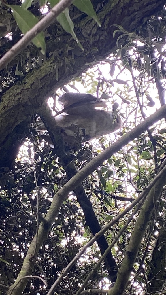 Barn Owl From Milpa Alta CDMX MX On September 8 2022 At 11 26 AM By