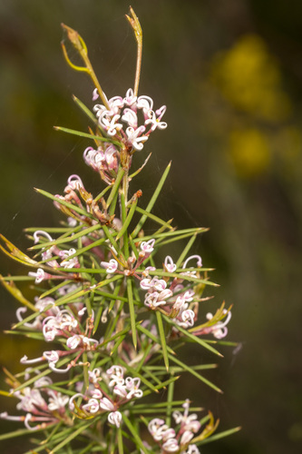 Subspecies Grevillea Halmaturina Laevis INaturalist