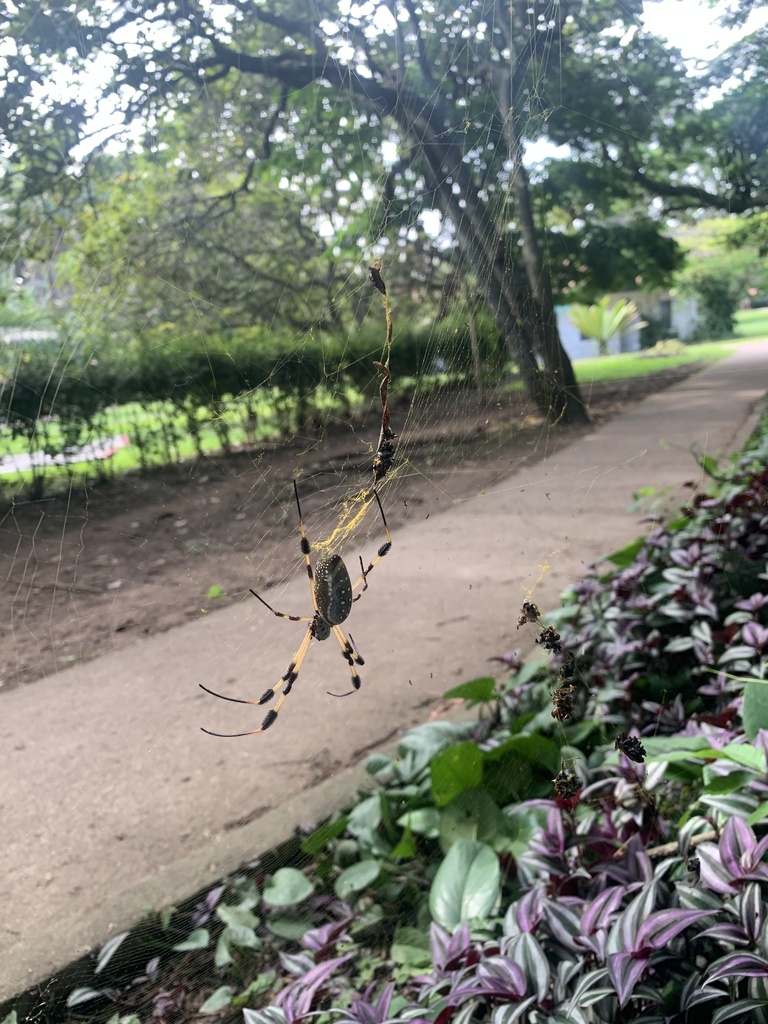 Golden Silk Spider From Universidad Zamorano Honduras San Antonio De