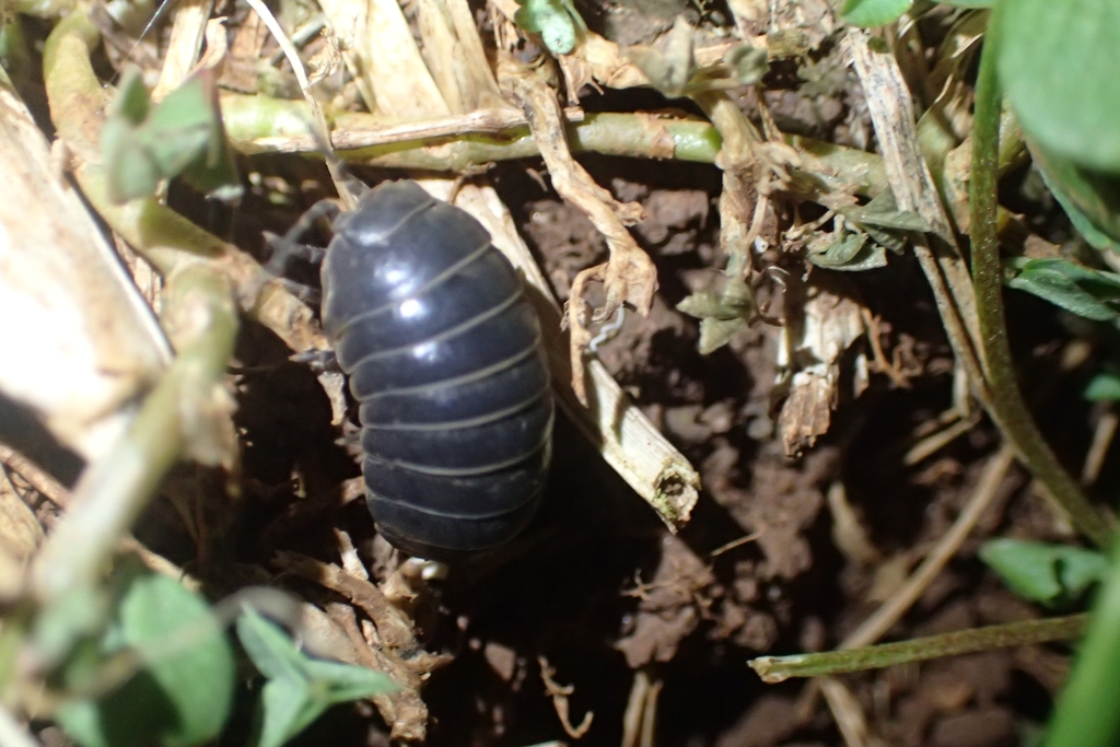 Common Pill Woodlouse From Port Macquarie Nsw Australia On August