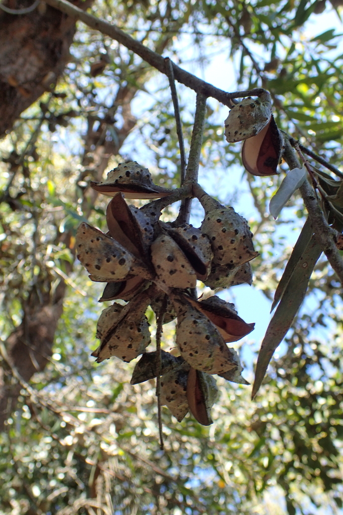 Willow Leaved Hakea Rock Haven Alien Invasive Plant Species