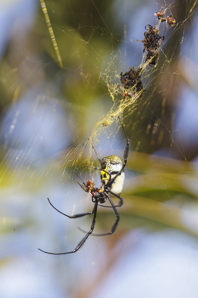 Southern Blackleg Orbweaver From Helderberg Nature Reserve Somerset