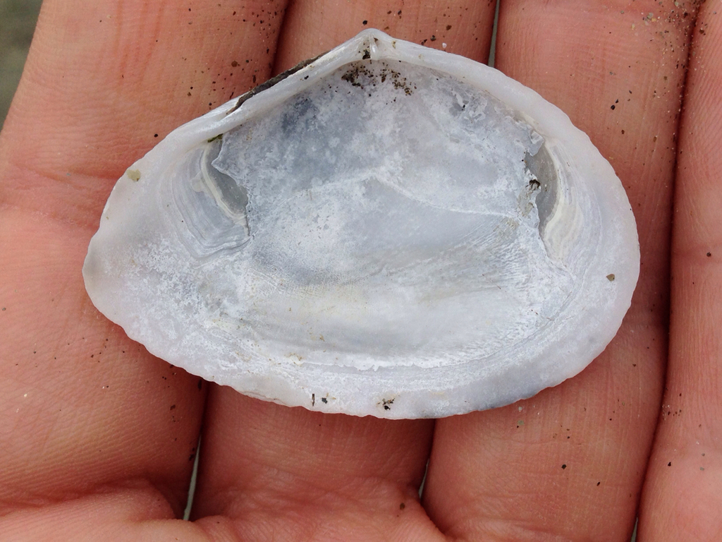 Bent Nosed Clam China Cove Organisms INaturalist