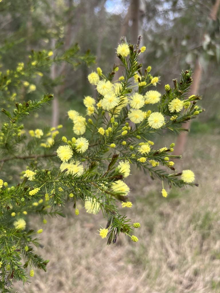 Acacia Verticillata Cephalantha From Haining Park Launching Place Vic