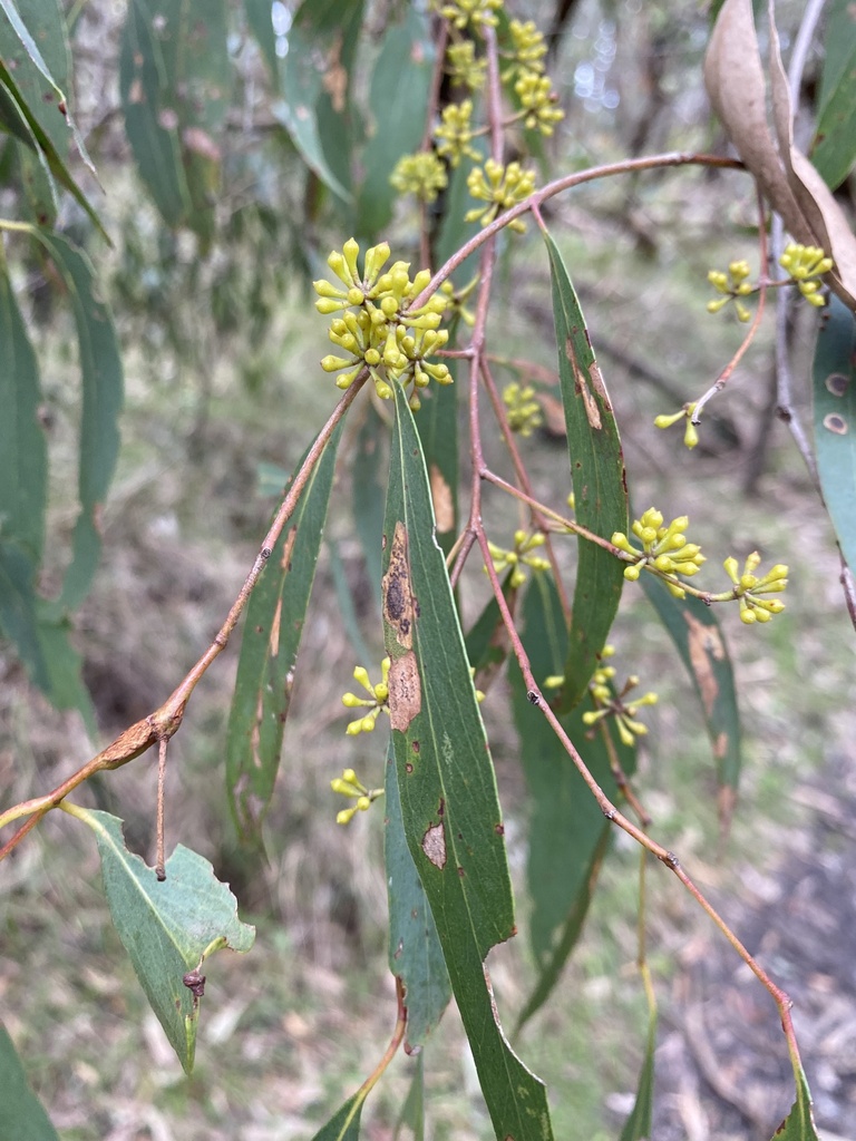 Eucalyptus From Dandenong Ranges National Park Tremont VIC AU On