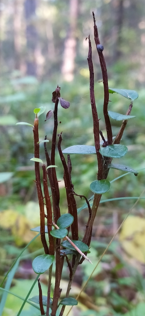 Huckleberry Broom Rust Fungus From On