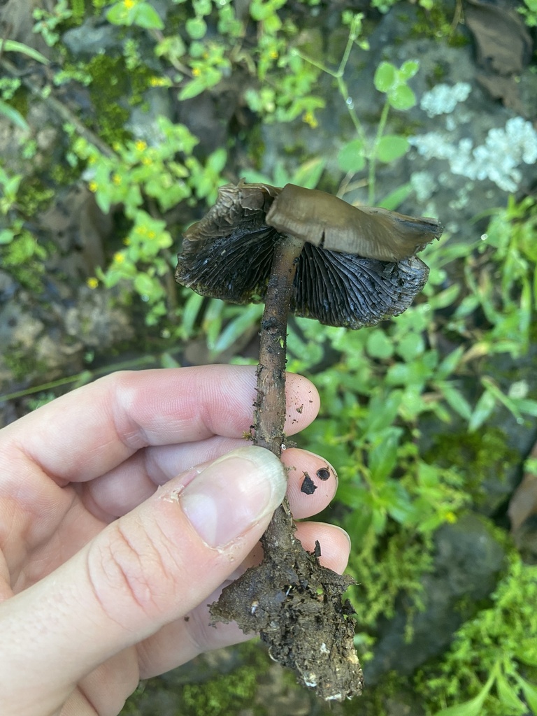 Psilocybe Caerulescens From Xico Ver Mx On September At