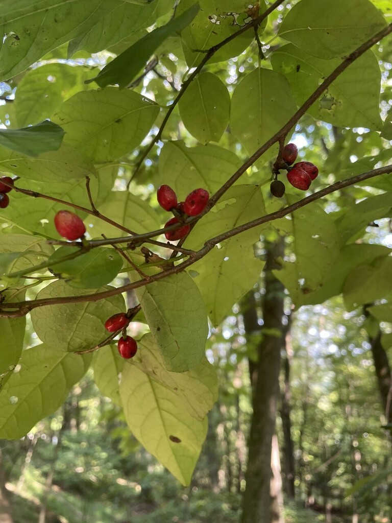 Northern Spicebush From Whites Woods Trail Indiana Pa Usa On