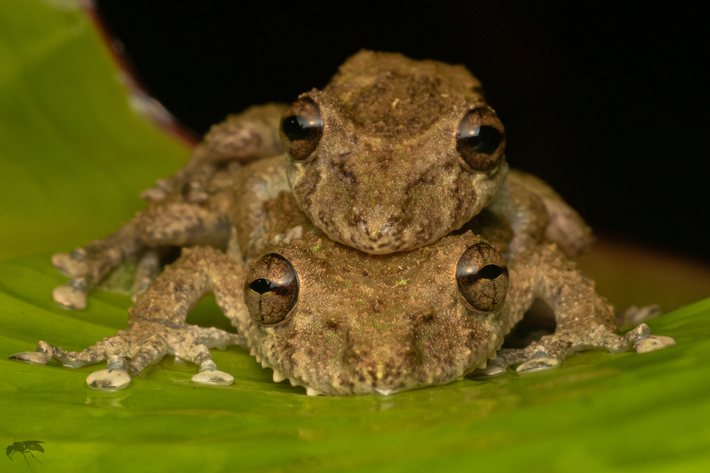 Snouted Tree Frogs From Carepa Antioquia Colombia On September