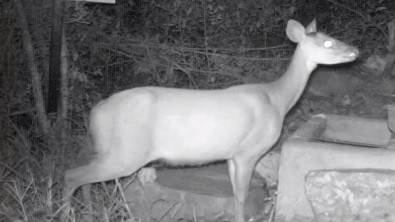 Central American Red Brocket from Municipio de Victoria Tamps México