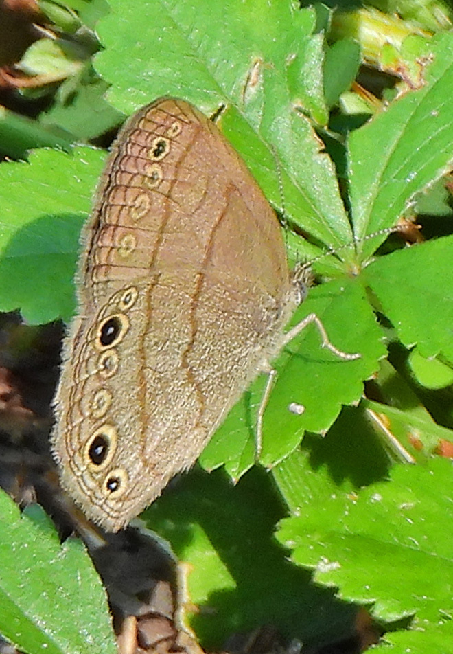 Carolina Satyr From Guntersville Al Usa On September At