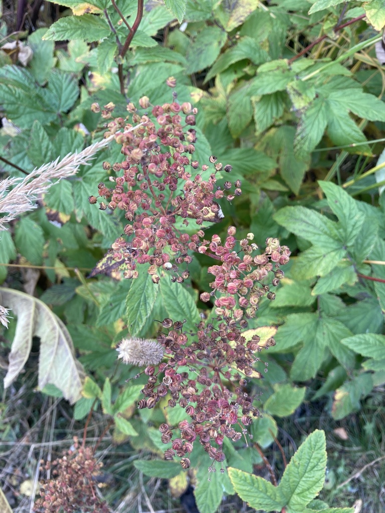 Meadowsweet From Troms Troms Troms No On September At