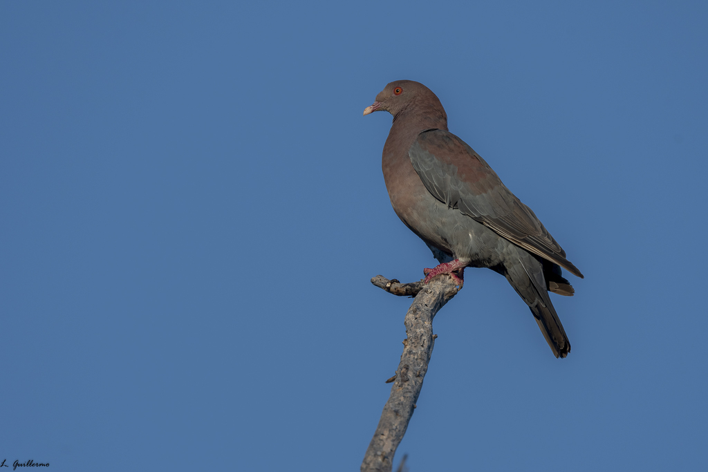 Red Billed Pigeon From Unicaribe Benito Ju Rez Q R M Xico On