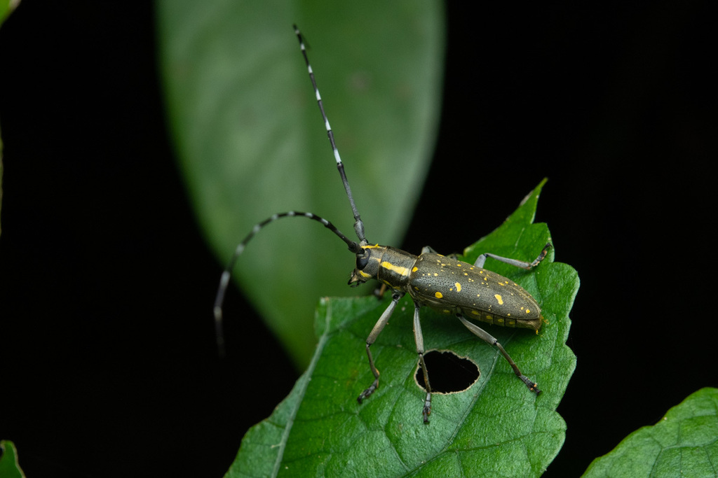 Yellow Spotted Longicorn Beetle From Taipei City Taiwan On September