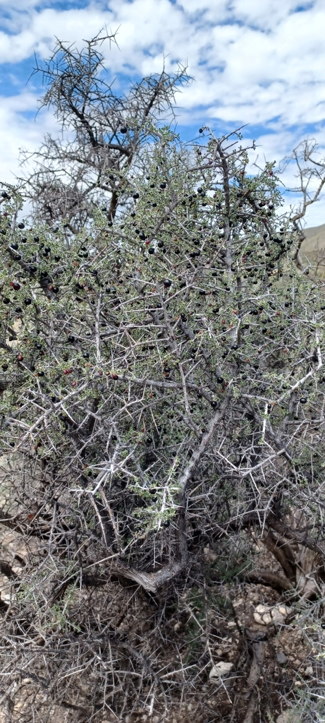 Warnock Condalia From Alamogordo Nm Usa On September