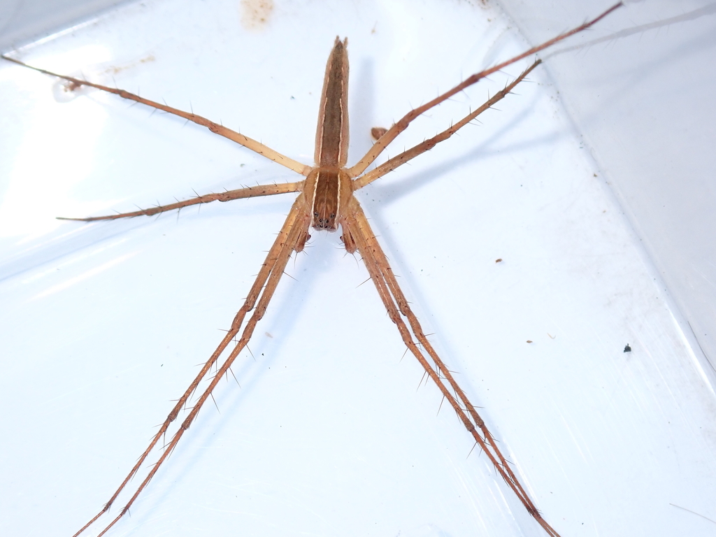 Lovely Fishing Spider From Ban Phon Ngam Udon Thani Tha Lande On