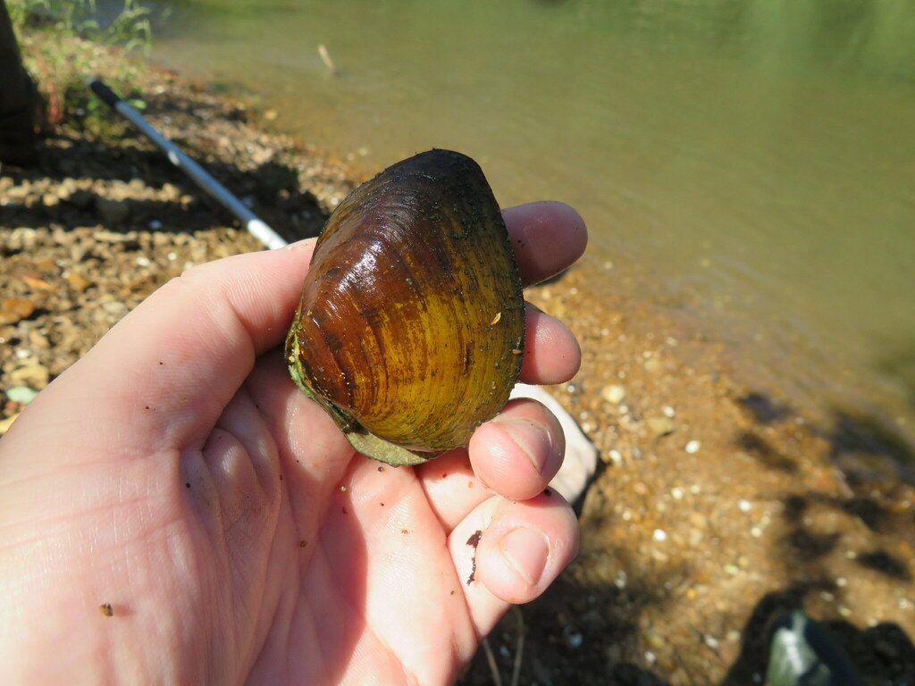 Slabside Pearlymussel In September 2022 By Jared Gorrell INaturalist