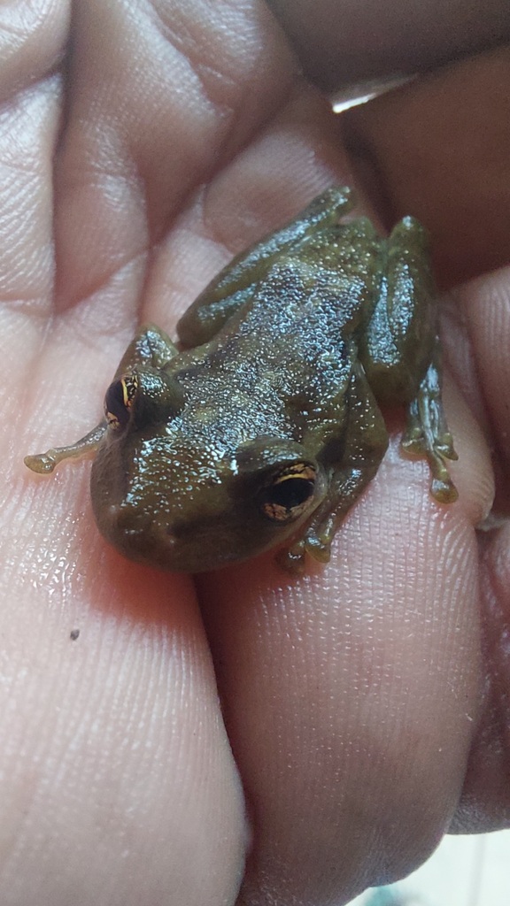 Snouted Tree Frogs From San Lu S De Palenque Casanare Colombia On