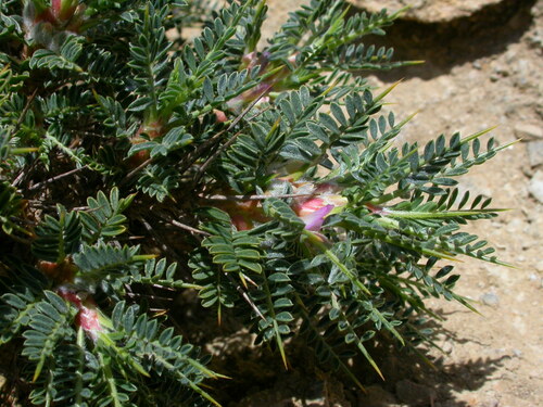 Subspecies Astragalus Creticus Minoicus INaturalist