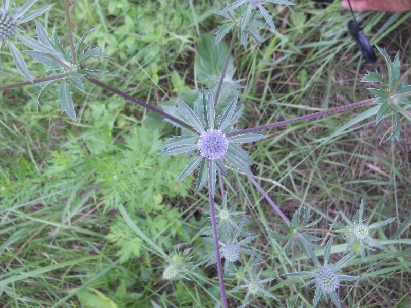 Blue Eryngo From Belarus Prypyatskiy Np On July By Andre